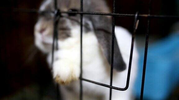 兔子在笼子里