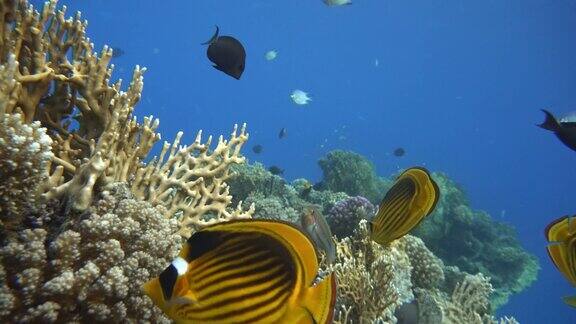珊瑚礁和美丽的鱼海洋中的水下生物