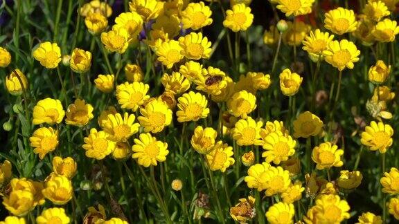 黄色的雏菊在风中摇曳慢动作