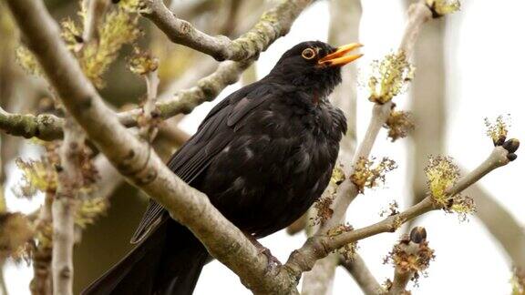 黑鸟唱歌