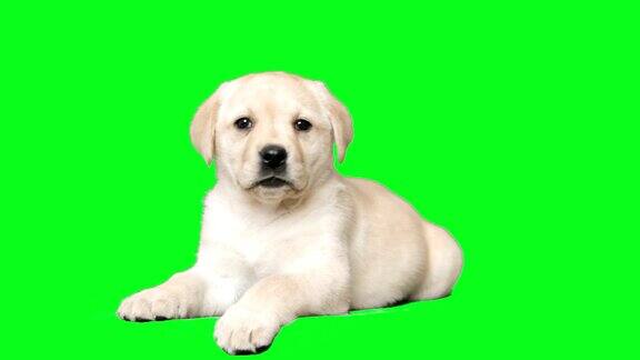 可爱的拉布拉多小狗躺在绿色的屏幕上