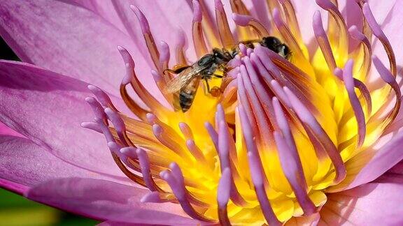 带蜜蜂的粉色睡莲