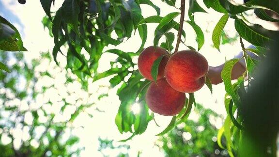 一个农夫摘熟了的大桃子水果在阳光下成熟桃树挂在果园的树枝上