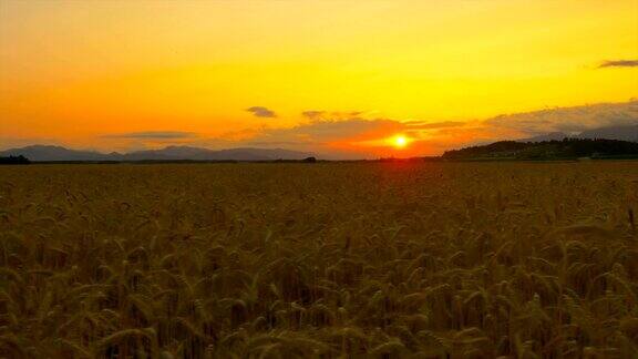 在金色的夏日夕阳下美丽的黄色麦田