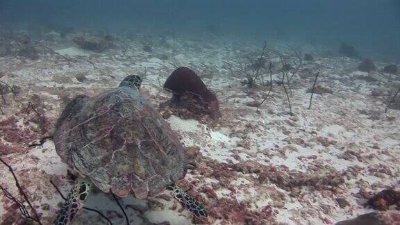 在马尔代夫的深海背景下的绿海龟