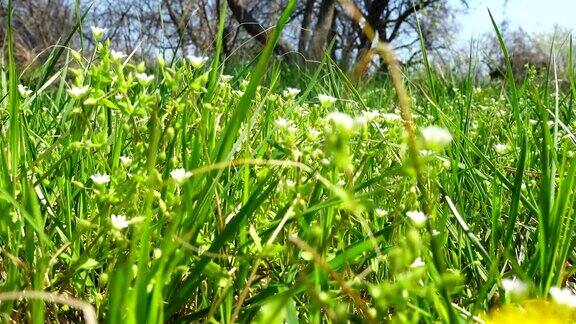 春天的花朵在草丛中绽放