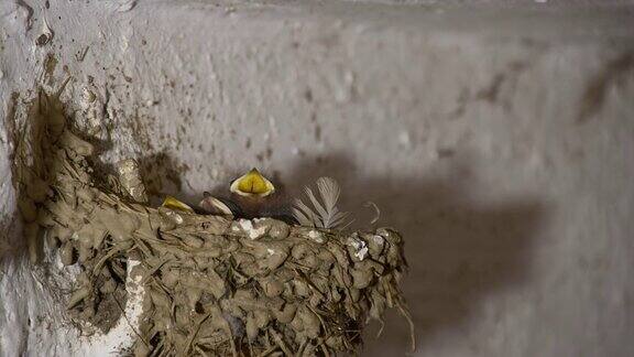 SLOMO谷仓燕子雏在巢