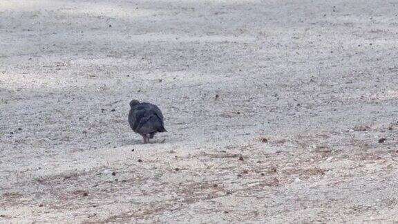 一只鸽子在海滩上觅食