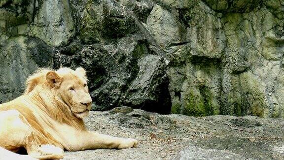 老雌狮子在休息高级狮躺