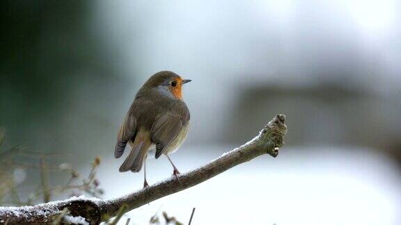 知更鸟在白雪覆盖的树枝上