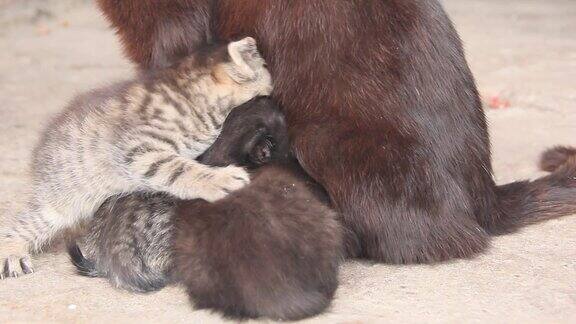 小猫们在吸猫妈妈的奶