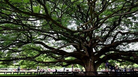 巨型猴荚树的绿叶和树枝Kanjanaburi泰国