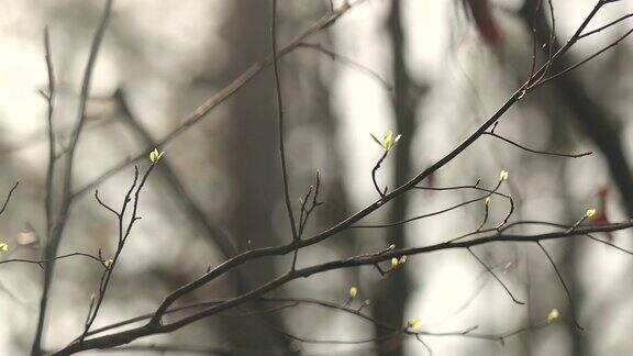 春天的树木在森林里发芽