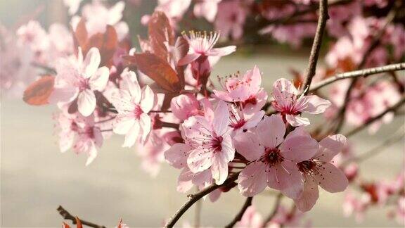 花园里一棵果树上盛开的粉红色花朵风轻轻地吹动花茎在背景蓝色的天空瞥见春天的太阳