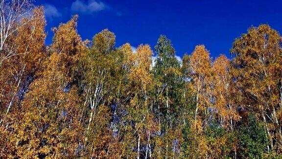 在蓝天背景上的秋天的树冠