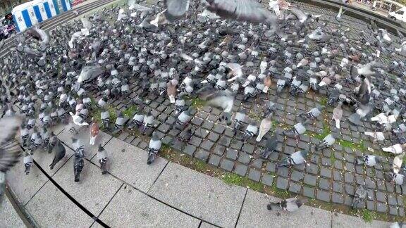 许多鸽子在街上吃东西