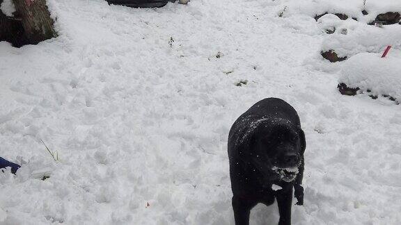 狗抓雪球吃雪球的慢动作