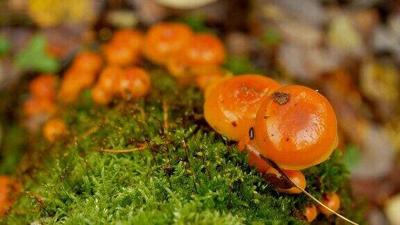 森林中苔藓中的蘑菇