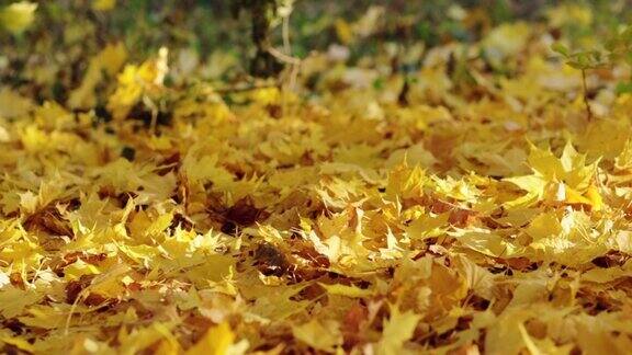 秋天阳光下的树叶从树上落下