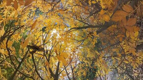 秋天的树木抽象的背景广角视角