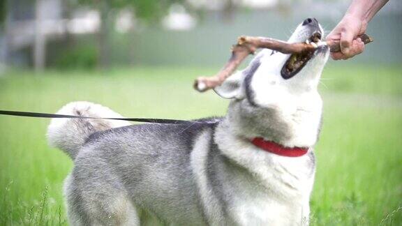 一个人在和他的狗玩耍试图从哈士奇身上拿走一根棍子慢动作