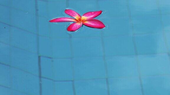 花漂浮在游泳池