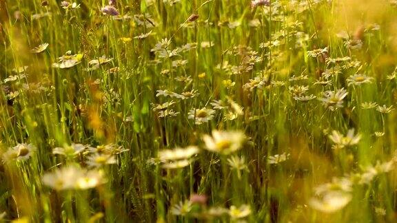 SLOMO春天的草地在下午