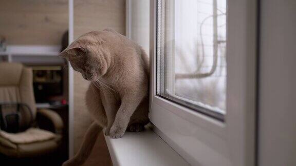 美丽的灰色英国猫玩球在窗台上好玩的、活跃的宠物