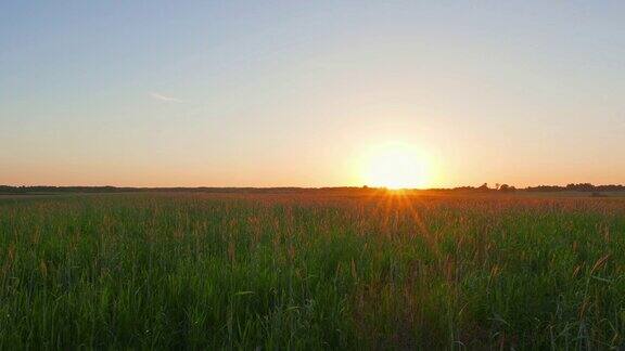 日落在田野全景