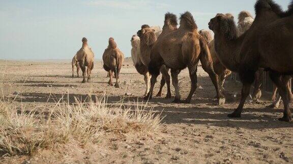 美丽的骆驼沙漠晴天蓝天商队树叶大风画像