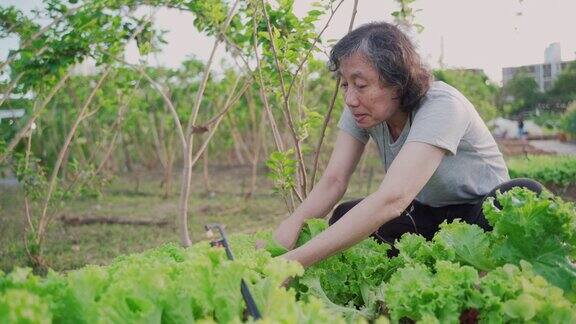 在有机蔬菜农场工作的亚洲退休妇女