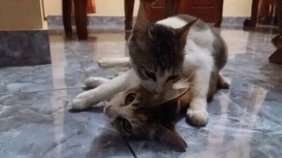 这只猫在舔他的弟弟