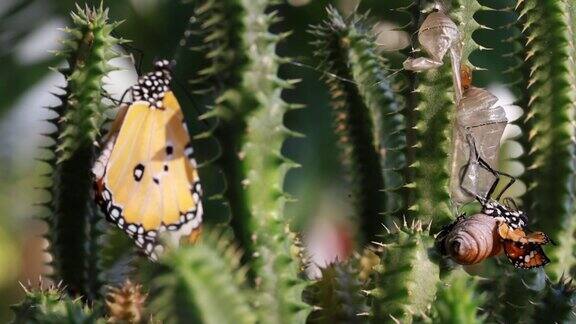黑脉金斑蝶从蛹孵化出来
