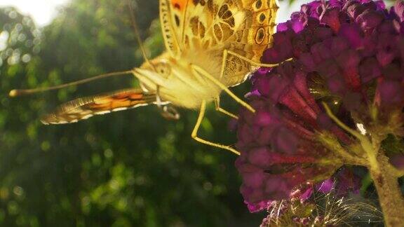 微距拍摄的黄色帝王蝶和离焦植物在背景