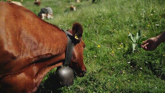 牛在高山牧场吃草