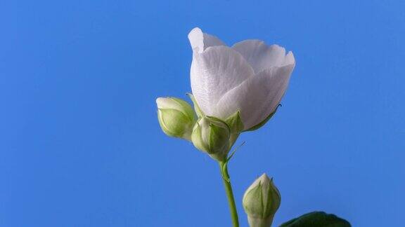 白色的茉莉花盛开在一个4k时间的视频在蓝色的背景时间流逝的茉莉在运动-鸣白花