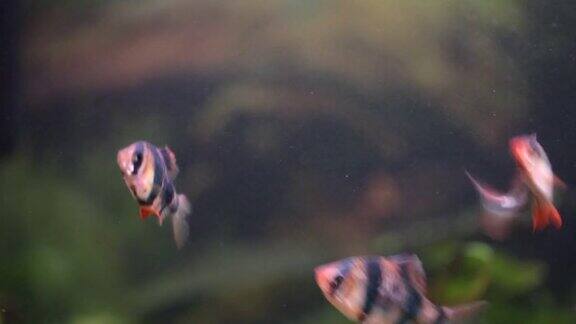 小马绍尔鱼群在家中水族箱中快速游动水下景象