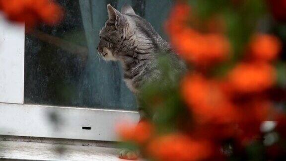 猫坐在外面的窗台上那只猫出现在山灰树枝的缝隙里