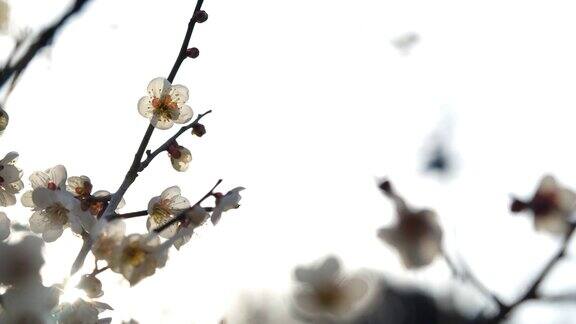 白色的梅花白色的梅花盛开