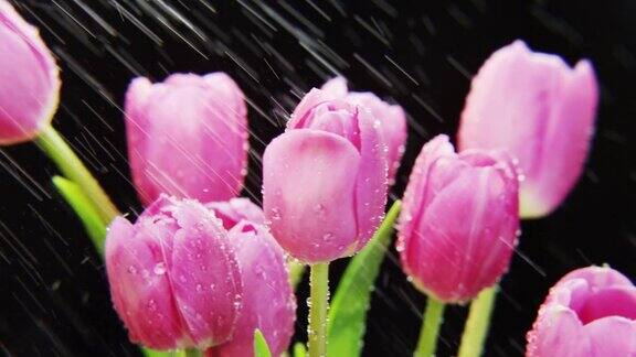 紫色郁金香在大雨中旋转