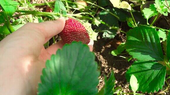 草莓在花园里成熟的视频