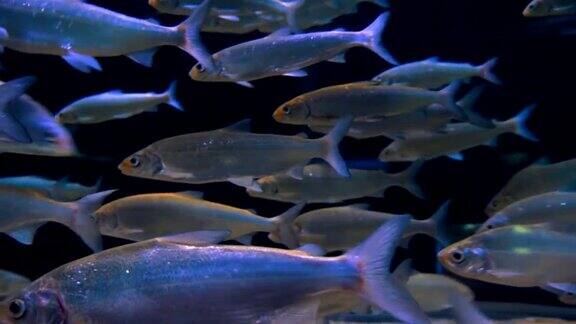 一群美丽的热带鱼沿着水族馆的墙壁漂浮着