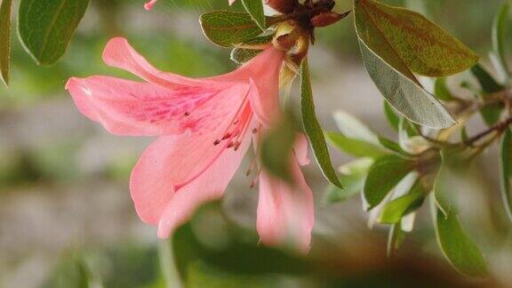 生长在新喀里多尼亚松树岛上的热带粉红百合垂直的跟踪