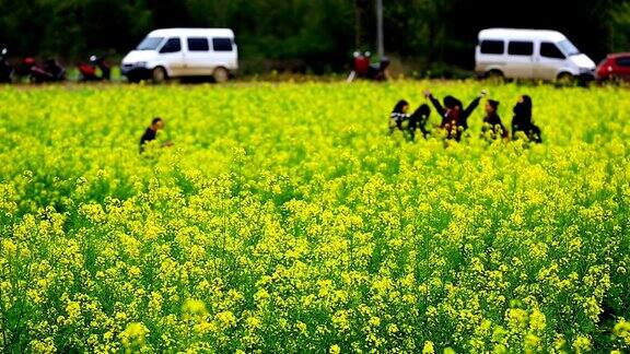 黄色的花朵领域