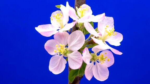 野生苹果树花在蓝色背景下生长的高清时间间隔盛开的花上色度键背景剪下背景