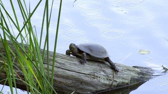 自然栖息地中的海龟欧洲池塘龟大龟的肖像它的头伸出壳在河岸上河边木头上的乌龟夏天晴天特写