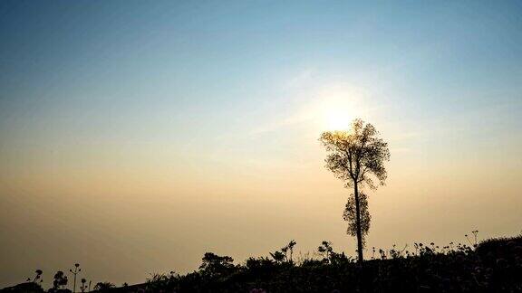 时间流逝的日出在PhuThubberk早上与一棵树前景