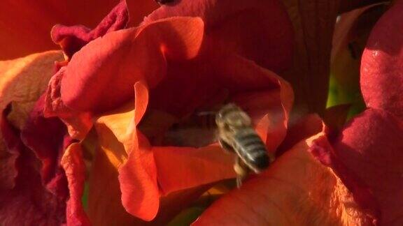 蜜蜂采集花粉
