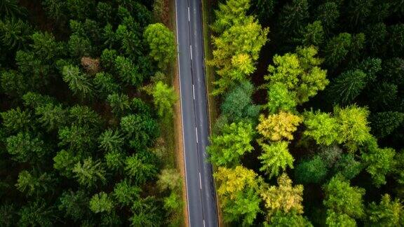 鸟瞰图的乡村道路通过森林