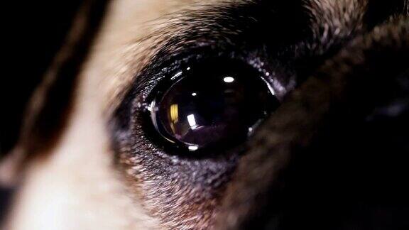 特写微距拍摄美丽的眼睛的可爱的哈巴狗虹膜收缩瞳孔扩张